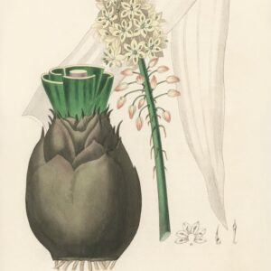 Botanic Silence