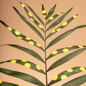 Sunleaf Study