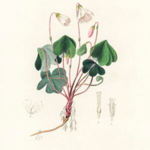 Wildroot